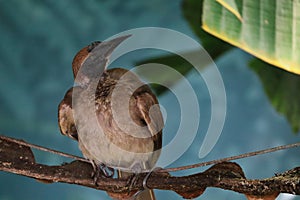 Helmeted Friarbird Philemon Buceroides Sitting on a Branch