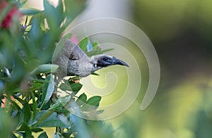 Helmeted friarbird, Philemon buceroides, sitting on tree branch.