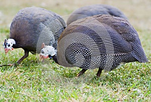 Helmeted Guinea Fowl photo