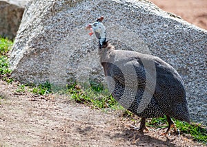 Helmeted Guinea Fowl