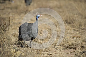 Helmeted guinea fowl