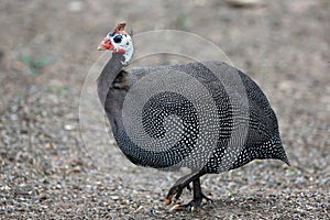 Helmeted Guinea Fowl