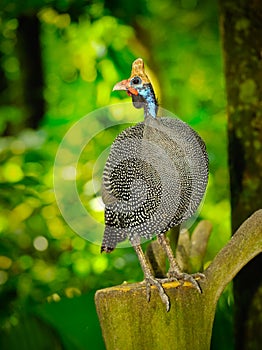 Helmeted guinea fowl