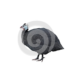 Helmeted Guinea Fowl