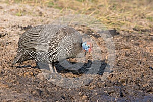 Helmeted Guinea fowl