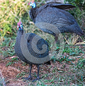 Helmeted Guinea fowl birds with beautiful speckled feathers