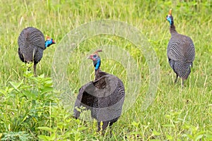 Helmeted guinea fowl, large African game bird with bony casque on head, speckled grey plumage in Tanzania, East Africa