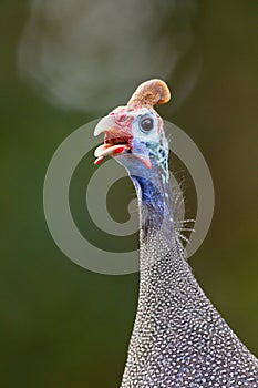 Helmeted guinea-fowl (numida meleagris) photo