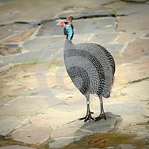 Helmeted guinea fowl (Numida meleagris)