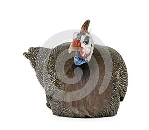 Helmeted guinea fowl - Numida meleagris photo