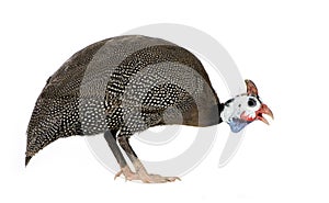 Helmeted guinea fowl - Numida meleagris