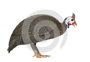 Helmeted guinea fowl - Numida meleagris