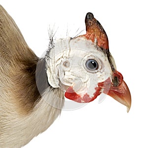 Helmeted guinea fowl - Numida meleagris