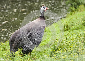 Helmeted Guinea Fowl. (Numida Meleagris).