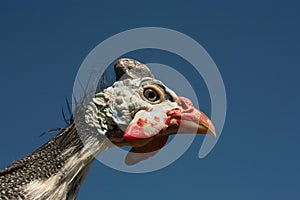 Helmeted Guinea Fowl Numida Meleagris portrait