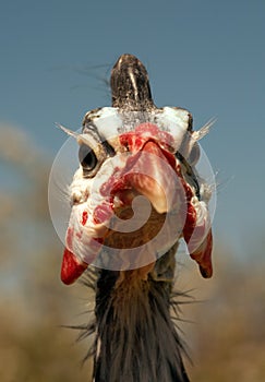 Helmeted Guinea Fowl Numida Meleagris portrait