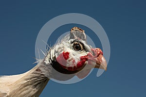 Helmeted Guinea Fowl Numida Meleagris portrait