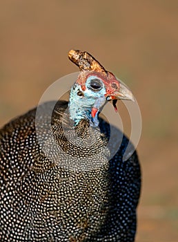 Helmeted Guinea Fowl photo