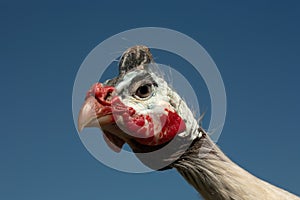 Helmeted Guinea Fowl Numida Meleagris portrait photo