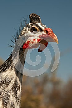 Helmeted Guinea Fowl Numida Meleagris portrait photo