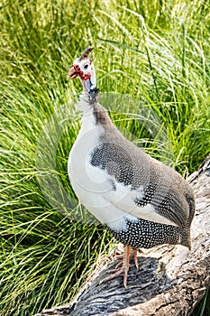 Helmeted Guinea Hen Bird