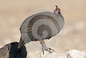 Helmeted guineafow. photo