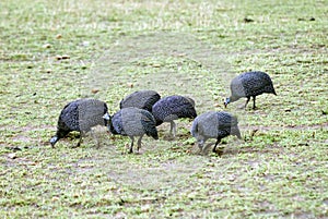 Helmeted Guineafowl