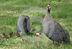 Helmeted Guineafowl photo