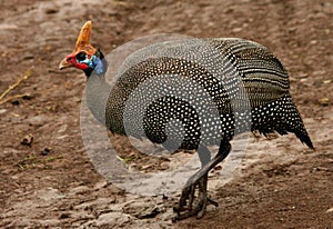 Helmeted Guineafowl photo