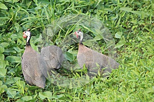 Helmeted Guineafowl birds perched in a lush grassy area at Bellanwila Park in Sri Lanka
