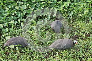 Helmeted Guineafowl birds perched in a lush grassy area at Bellanwila Park in Sri Lanka