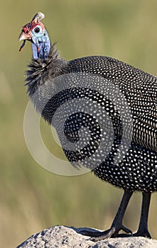 Helmeted Guineafowl - Botswana photo