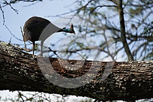 Helmeted guineafowl Couple Kenya Numida meleagris Numididae Numida