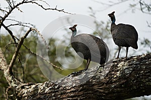 Helmeted guineafowl Couple Kenya Numida meleagris Numididae Numida