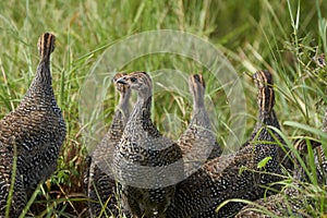 Helmeted guineafowl Couple Kenya Numida meleagris Numididae Numida