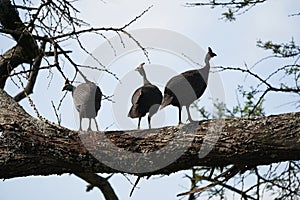 Helmeted guineafowl Couple Kenya Numida meleagris Numididae Numida