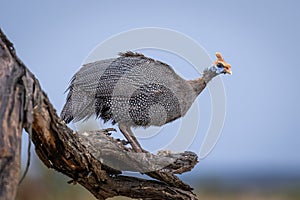 Helmeted guineafowl on dead branch watching camera