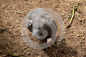 Helmeted Guineafowl or Guineahen running across the veld