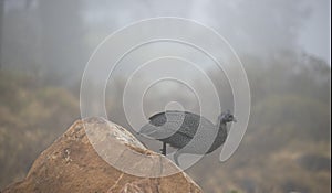 Helmeted guineafowl keet jumping off a rock in a field on a overcast day.