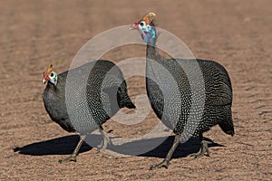 Helmeted Guineafowl in Kirstenbosch National Botanical Garden