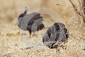 Helmeted guineafowl in Kruger National park