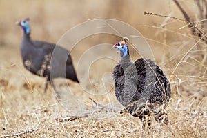 Helmeted guineafowl in Kruger National park