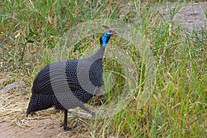 Helmeted guineafowl, Maasai Mara Game Reserve, Kenya