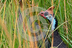 Helmeted guineafowl, Maasai Mara Game Reserve, Kenya