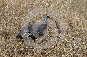 Helmeted guineafowl in the meadow, Numida meleagris