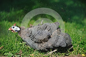 Helmeted Guineafowl (Numida meleagris)