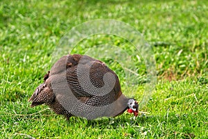 Helmeted guineafowl Numida meleagris