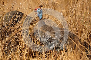 Helmeted Guineafowl (Numida meleagris) photo