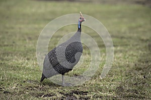 Helmeted guineafowl, Numida meleagris