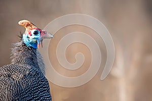 Helmeted Guineafowl (Numida meleagris)